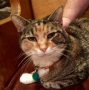 christ-church-pet-blessing_30079503682_o