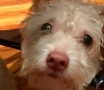 christ-church-pet-blessing_30079509902_o