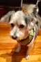 christ-church-pet-blessing_30109255501_o
