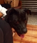 christ-church-pet-blessing_30159691246_o