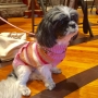 christ-church-pet-blessing_30193985105_o