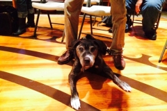 Blessing of the Animals - 2014