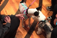 Blessing of the Animals