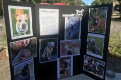 Blessing of the Animals