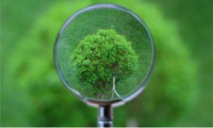 tree in magnifying glass